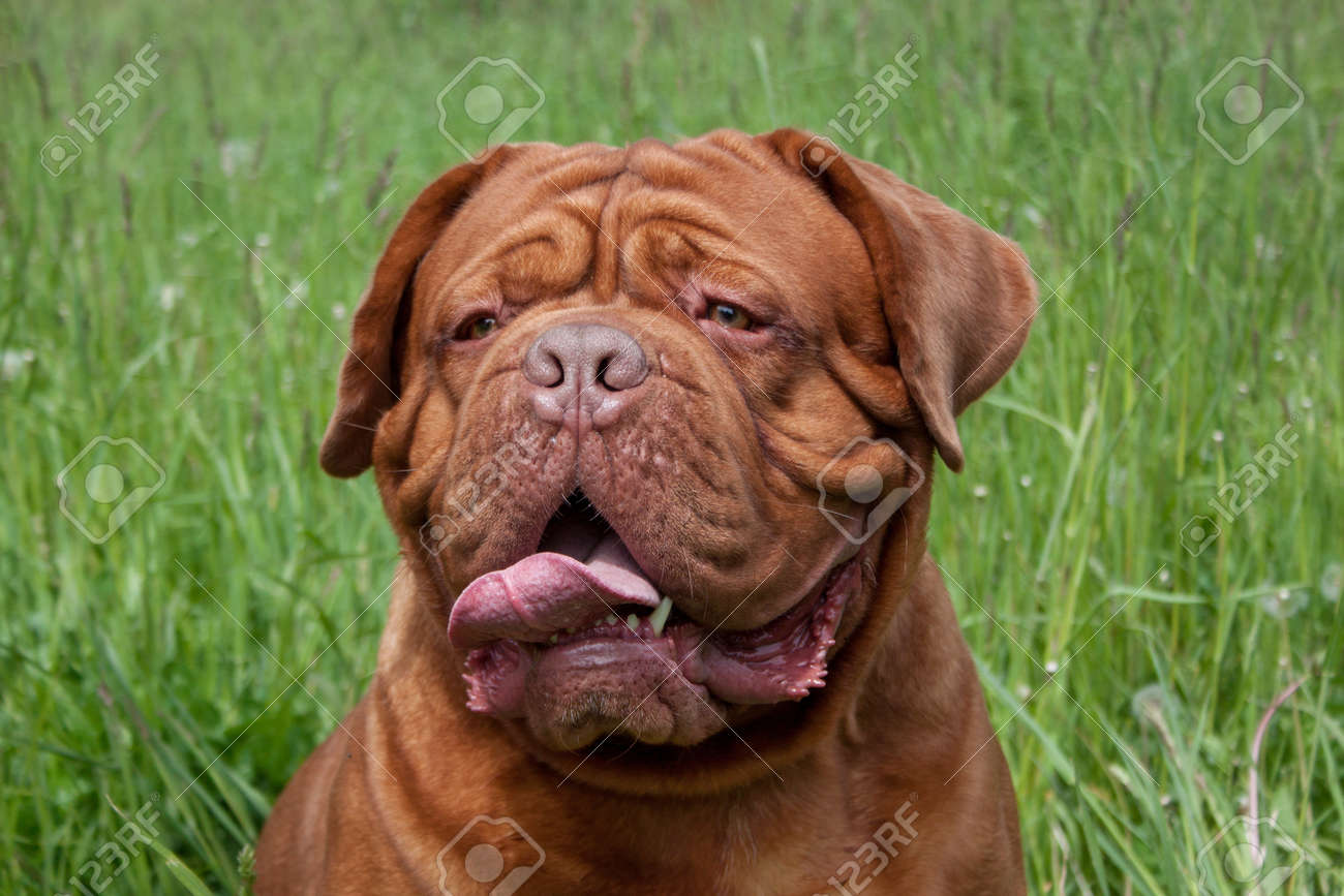 french mastiff adult