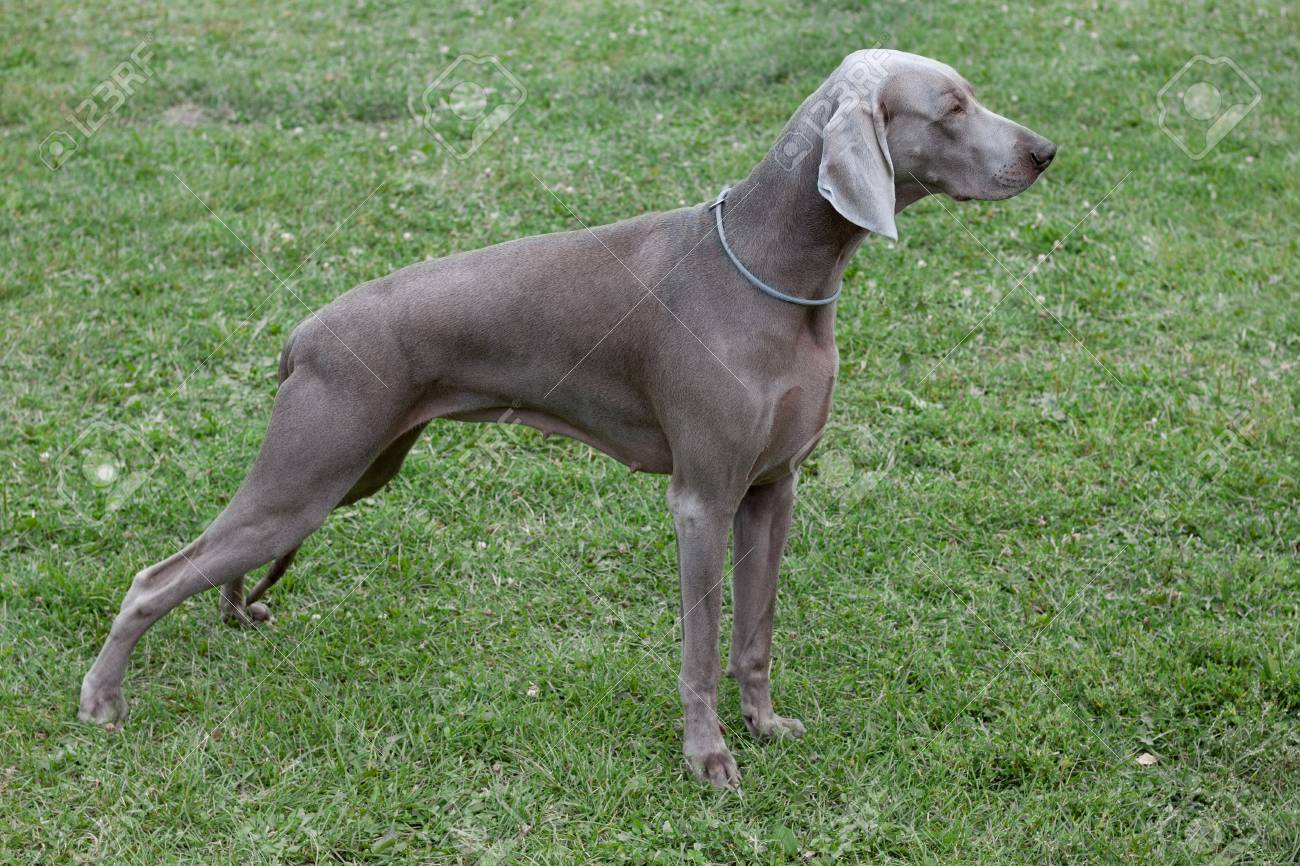Cute Short Haired Weimaraner Vorstehhund Is Standing On A Green