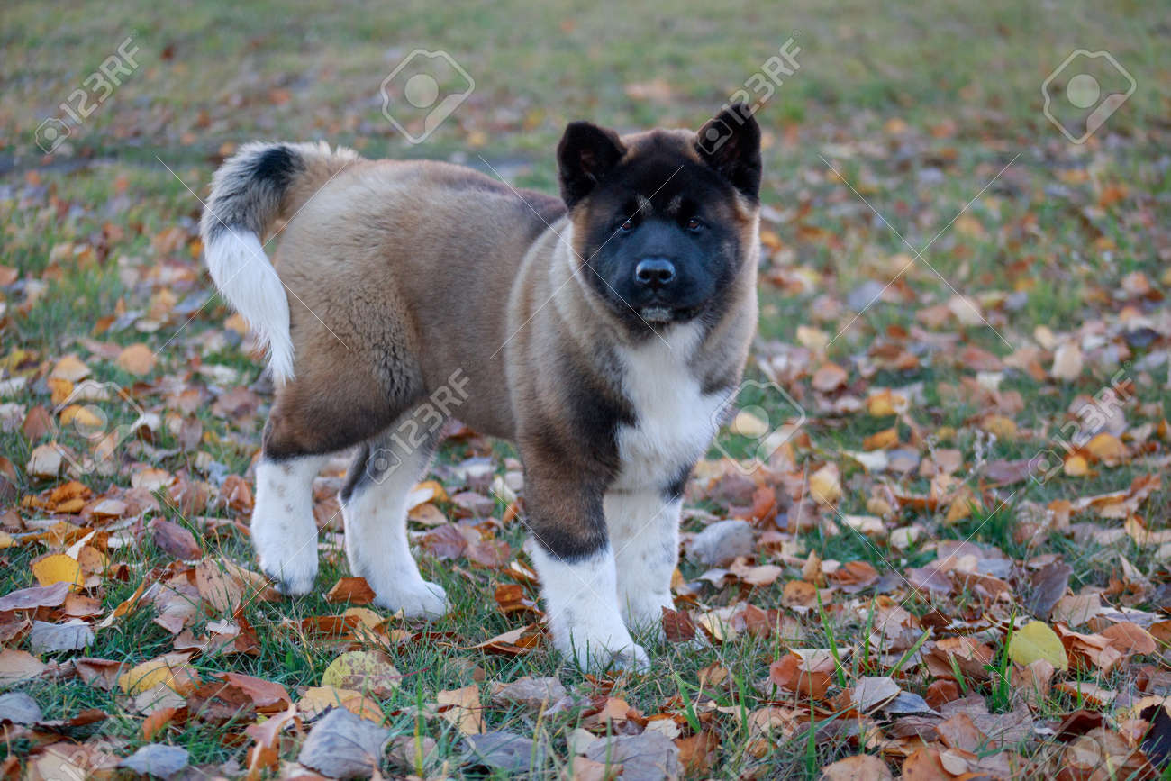 fawn akita puppy
