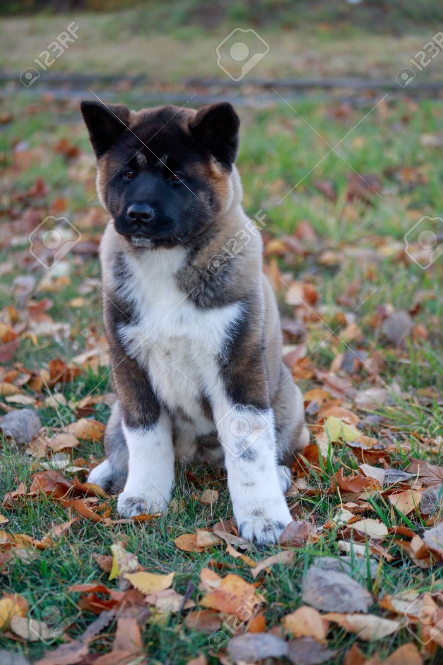 Akita Pictures Of Purebred Dogs Akita Chinese Bear Dog For Sale