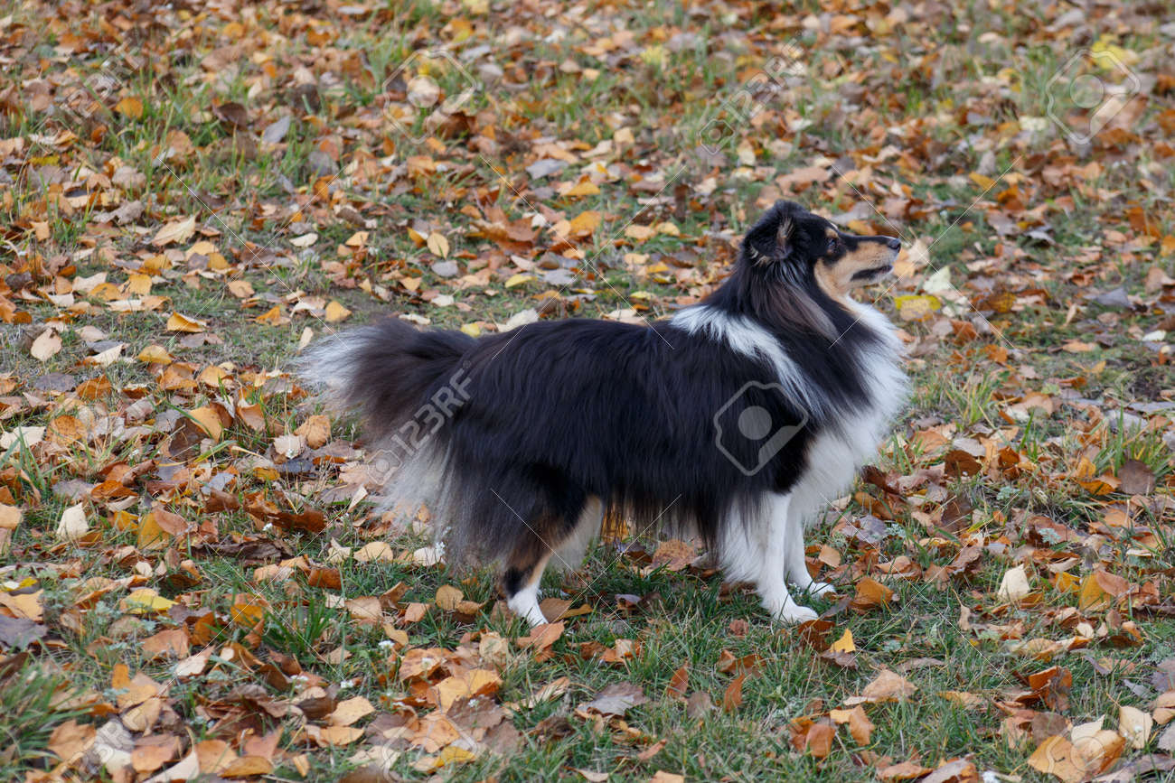 tricolour shetland sheepdog
