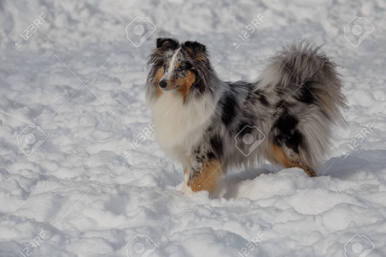 blue sheltie dog