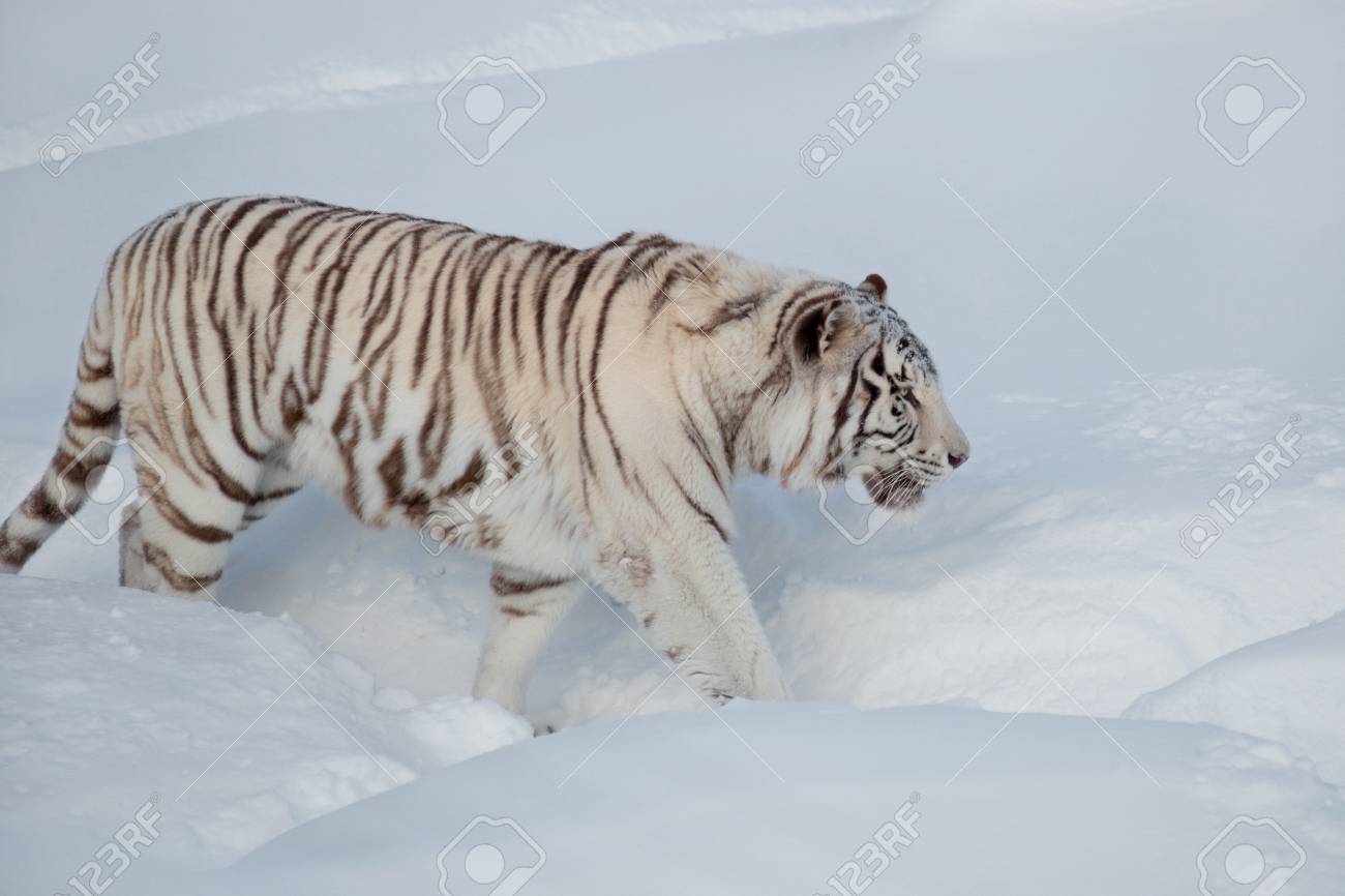 bengal white snow