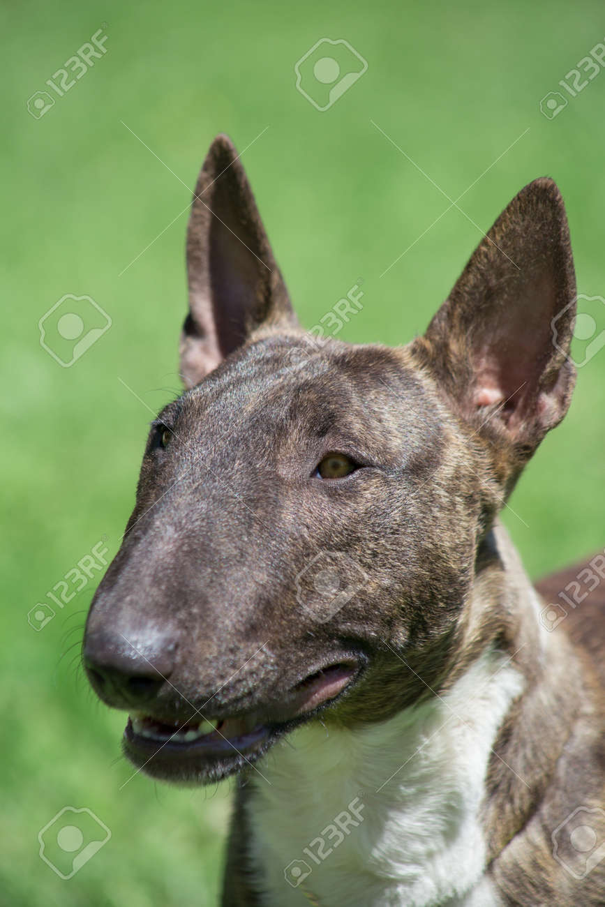 buy english bull terrier