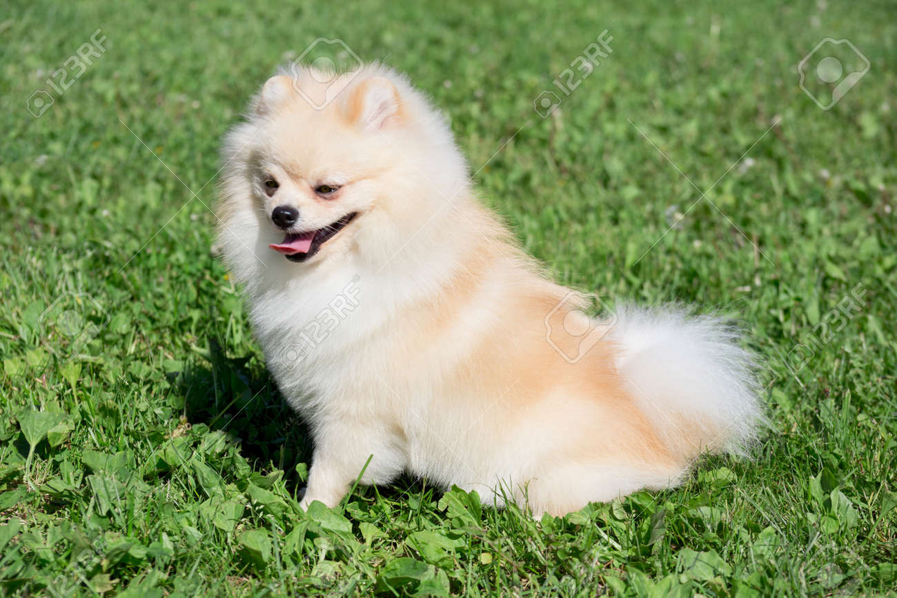 flea and tick meds for dogs