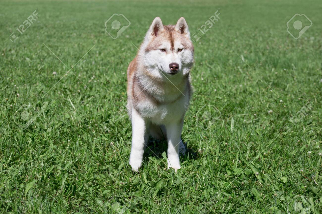 sable siberian husky