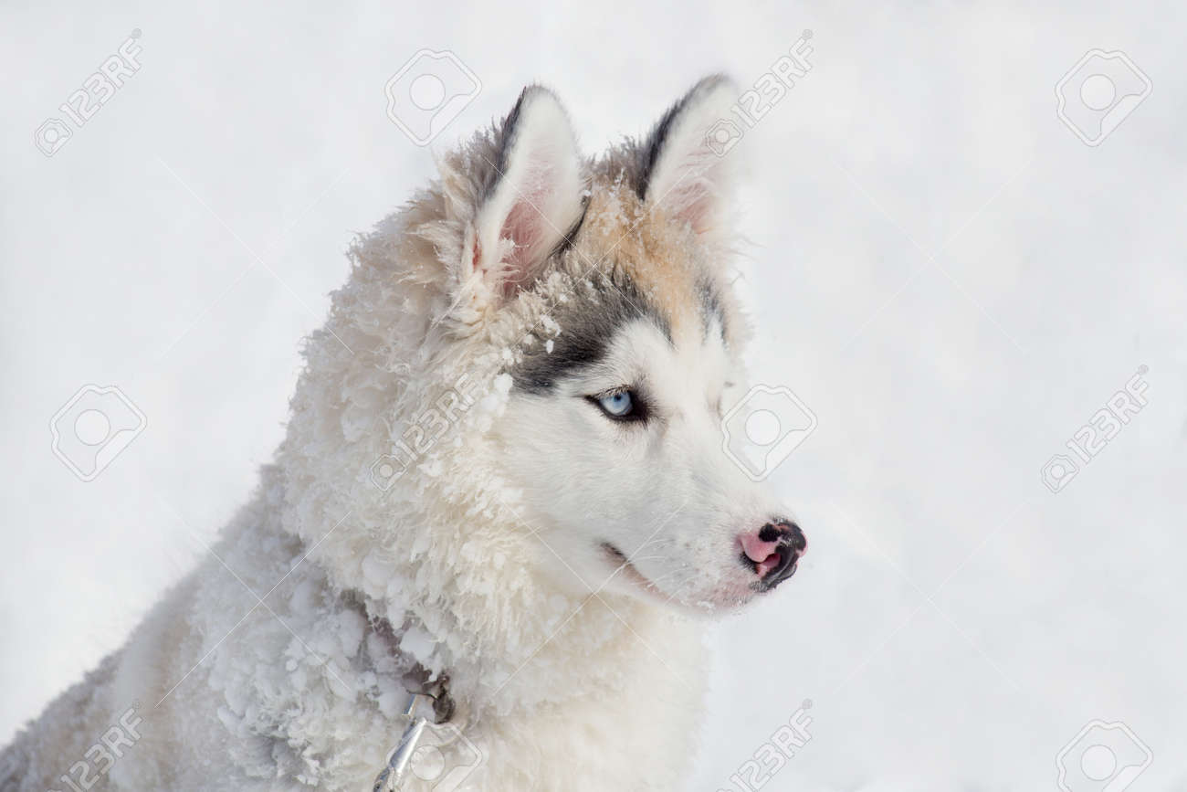 Puppy Alaskan Husky Albino Husky Red Eyes Close On Red Eyes Husky