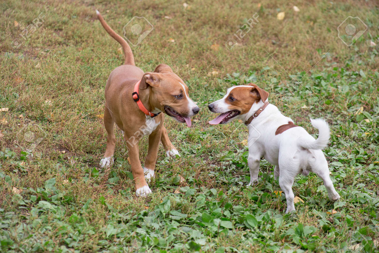 american staffordshire terrier jack russell terrier