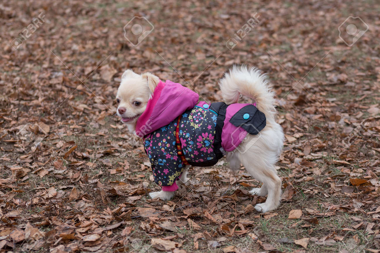 petstock dog coats