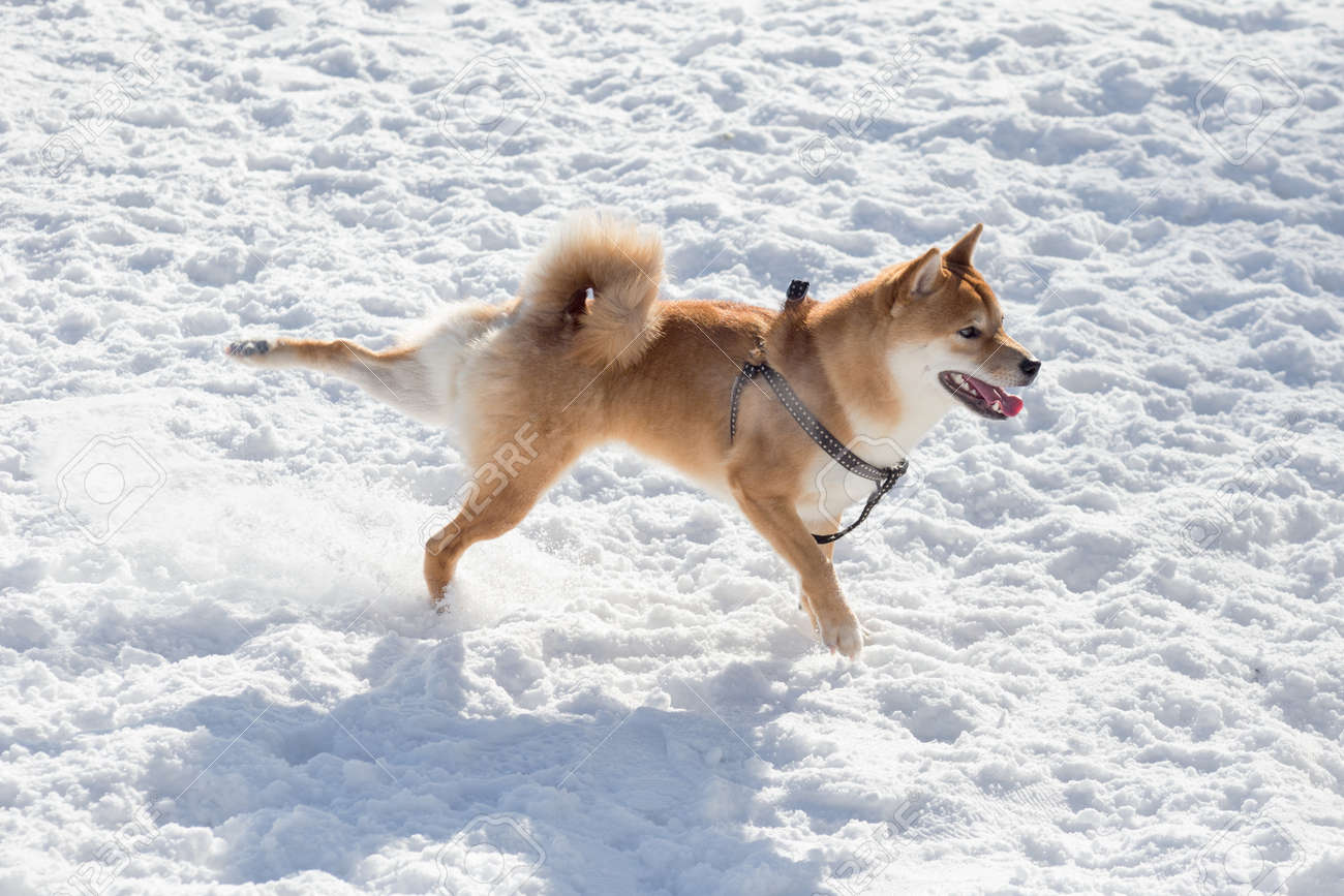 shiba playing