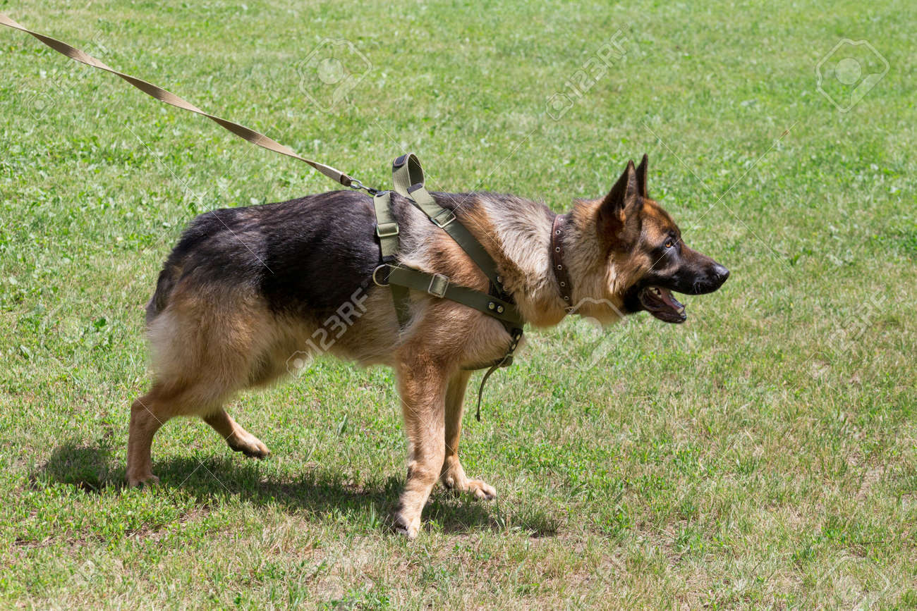 very big german shepherd