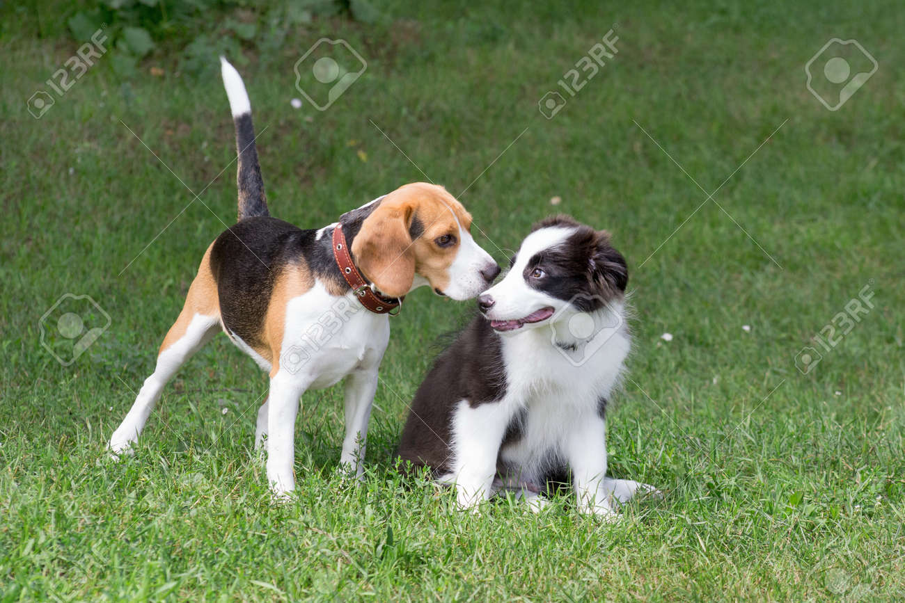 english beagle dog