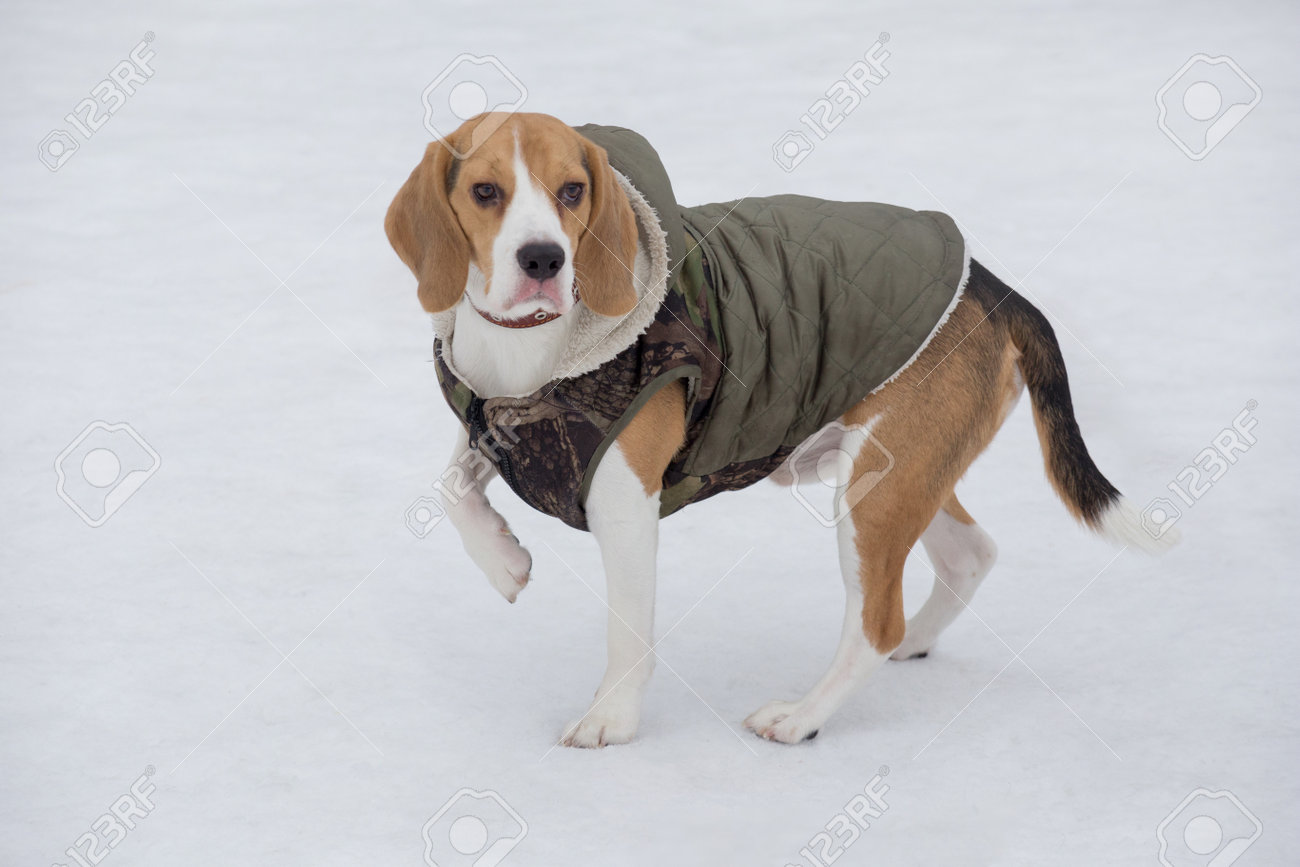 beagle jacket