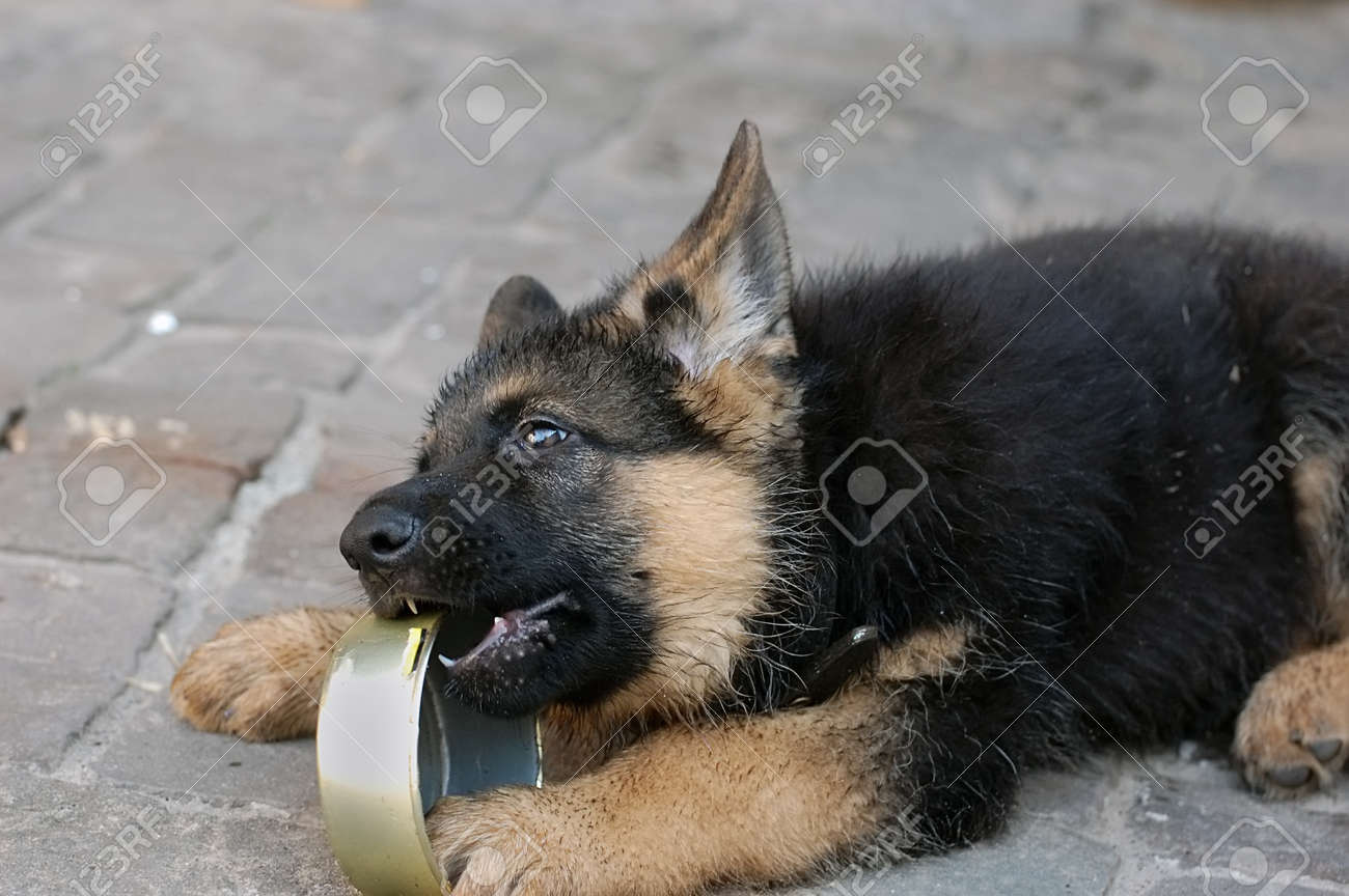 Chiot De Chien Berger Allemand Jouer Avec Boîte De Nourriture Vide