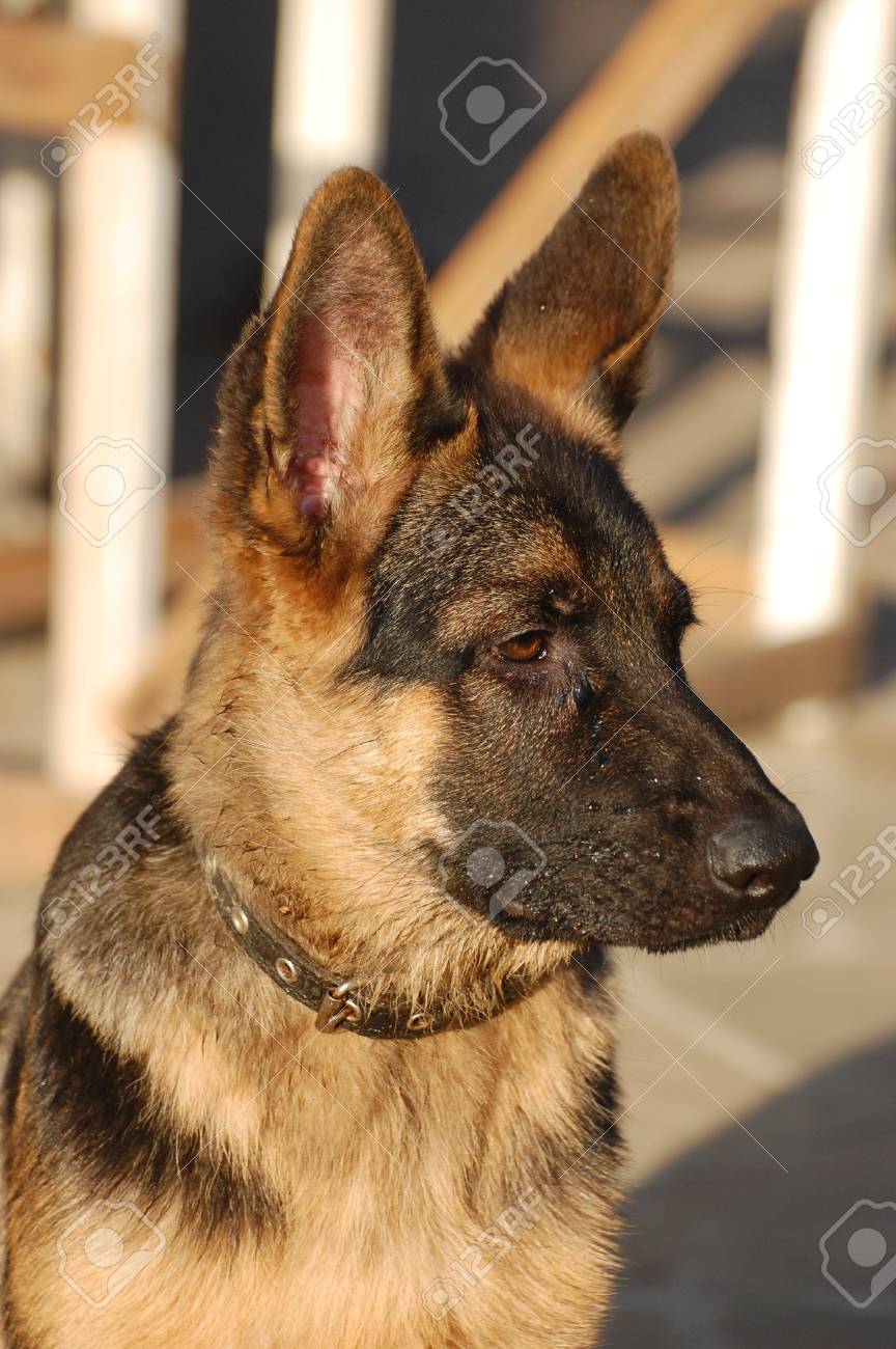 Immagini Stock Cucciolo Di Cane Pastore Tedesco 4 Mesi Di Età