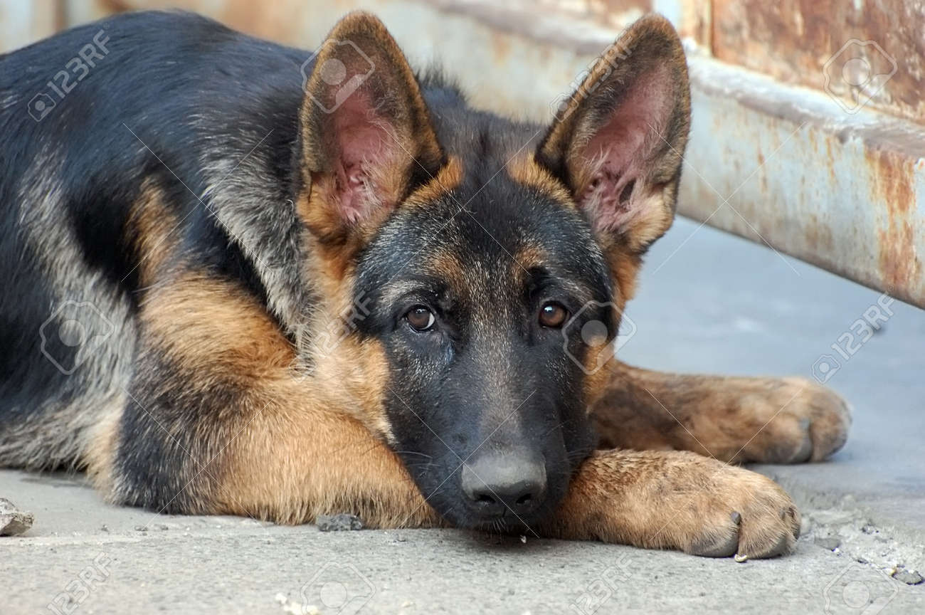 Immagini Stock Cucciolo Di Cane Pastore Tedesco 4 Mesi Di Età