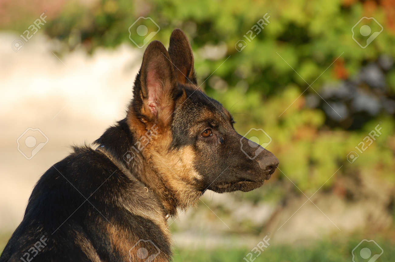 Immagini Stock Cucciolo Di Cane Pastore Tedesco 4 Mesi Di Età