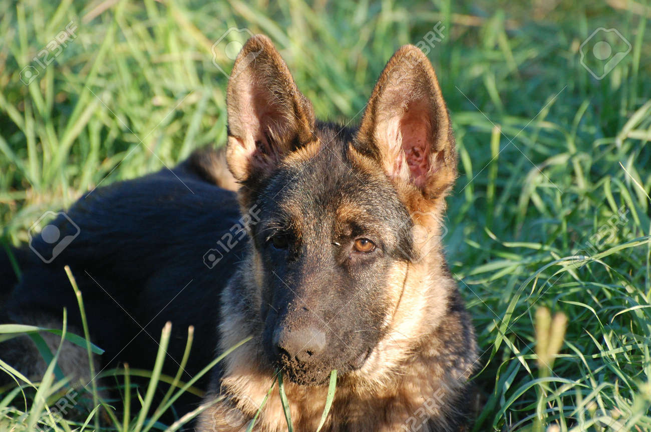 Chiot De Chien De Berger Allemand âge De 4 Mois