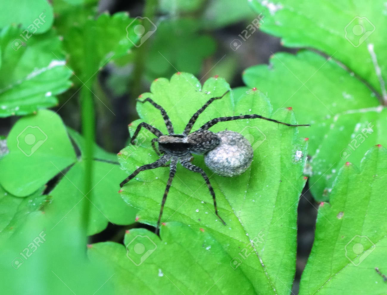 etiam-dictum-ipsum-a-felis