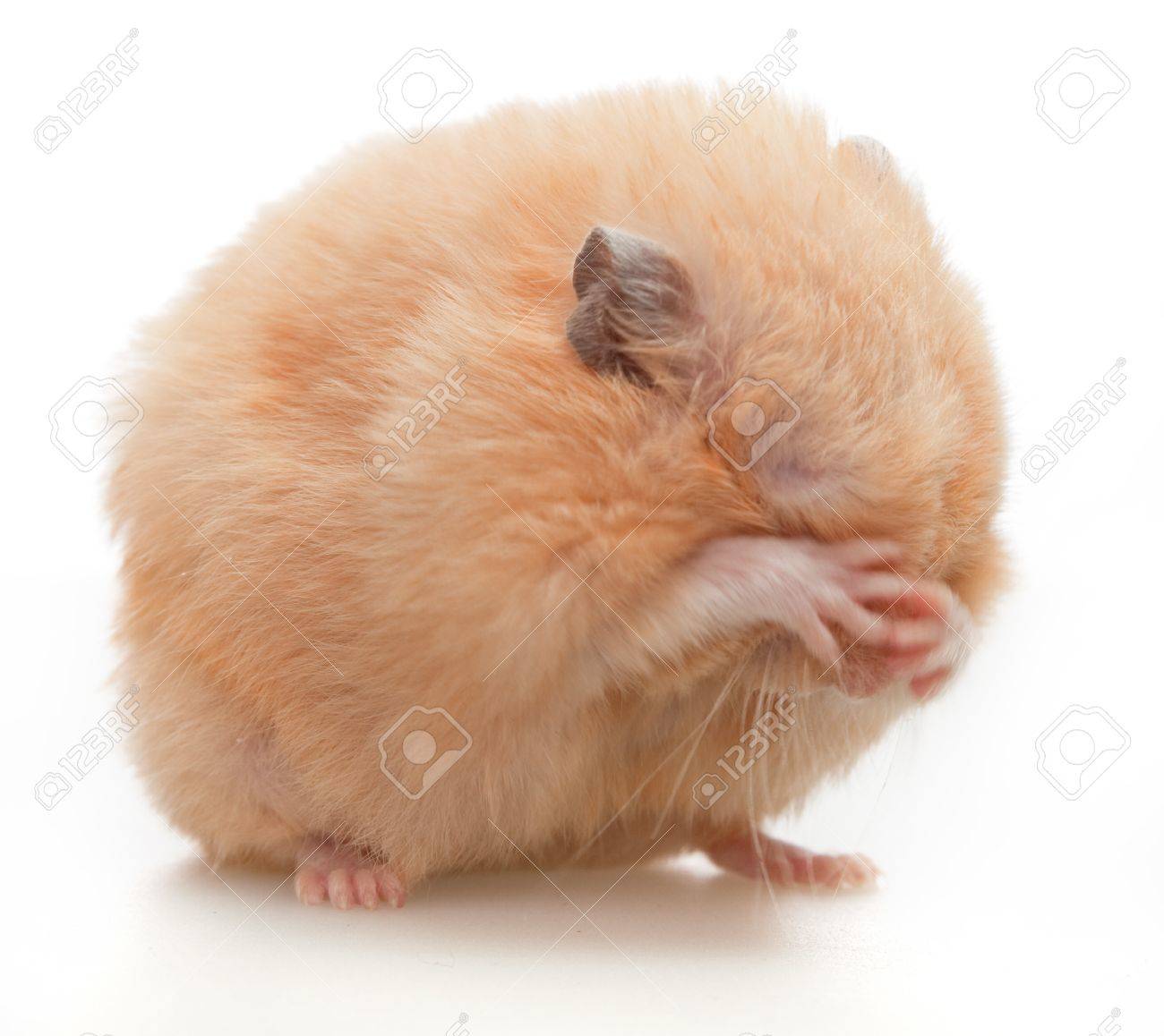 tan and white hamster
