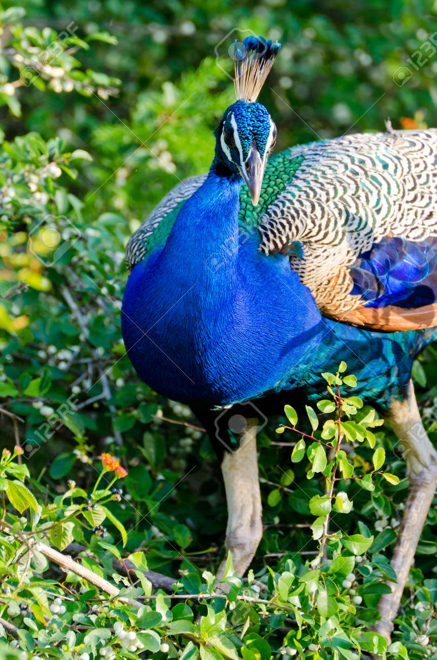 野生の孔雀のヤラ国立公園 スリランカ の写真素材 画像素材 Image