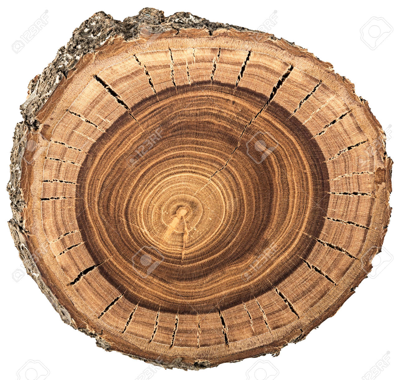 https://previews.123rf.com/images/sergieiev/sergieiev1503/sergieiev150300076/37839744-wood-circle-texture-slice-background-Stock-Photo.jpg