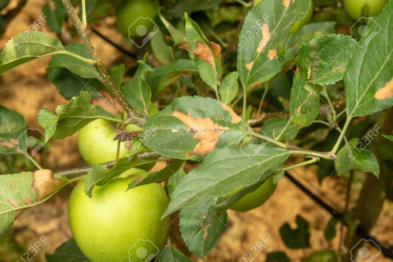 Parasitic Defeat Of The Apple Bush And Flowers Close Up The Stock Photo Picture And Royalty Free Image Image 108657229