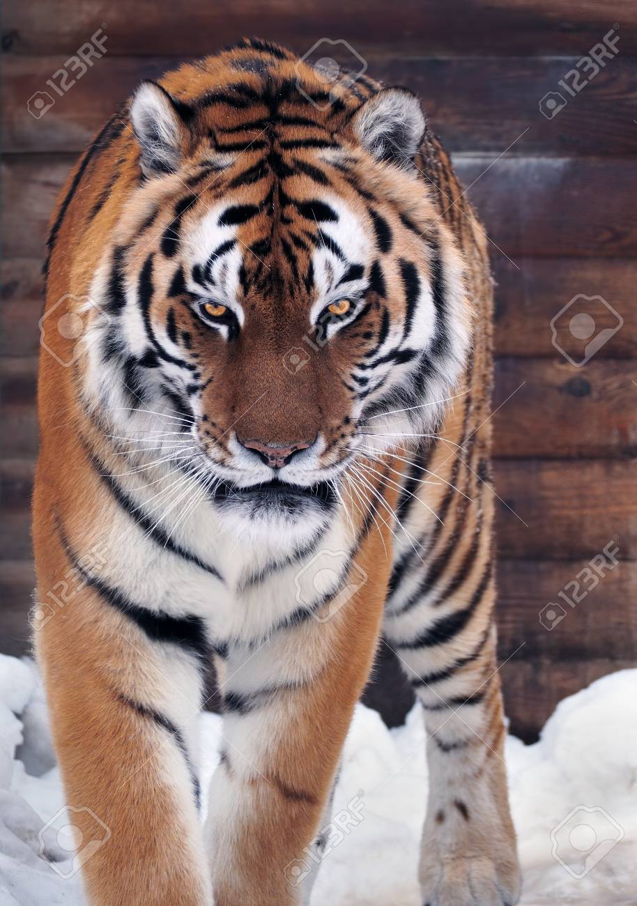 Tiger Angry Looking At Camera Stock Photo, Picture and Royalty Free Image.  Image 75232067., image size:914x1300
