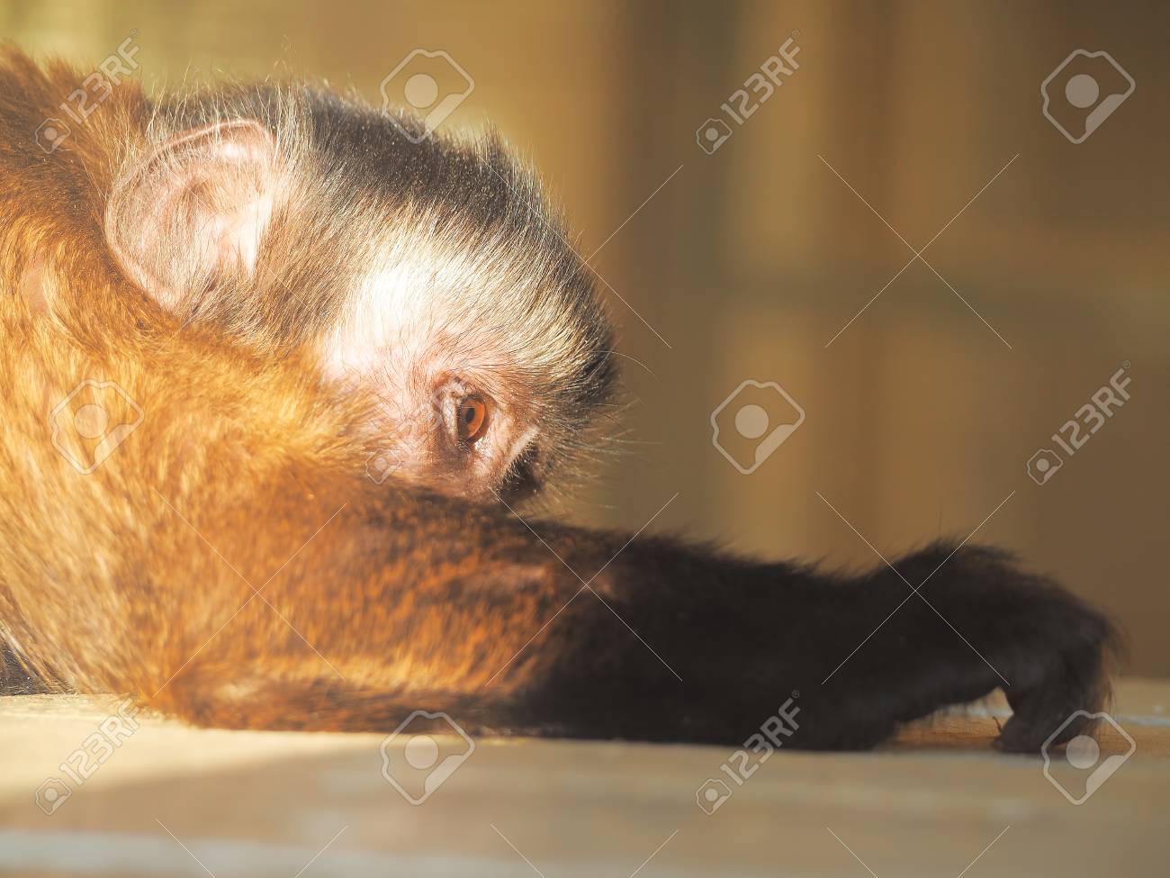 etiam-dictum-ipsum-a-felis