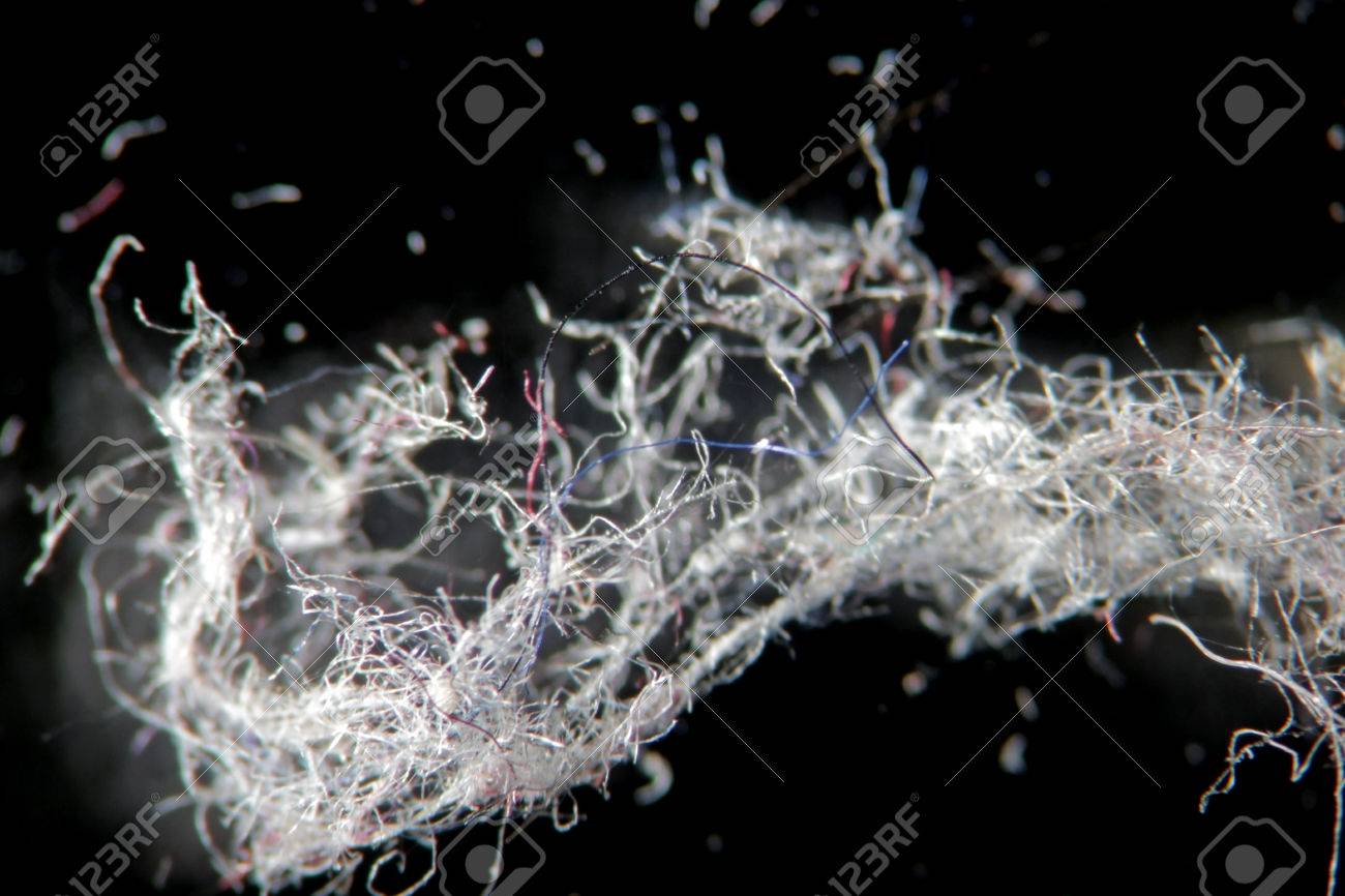 Shred Of House Dust By Microscope On Black Background Macro Stock Photo Picture And Royalty Free Image Image
