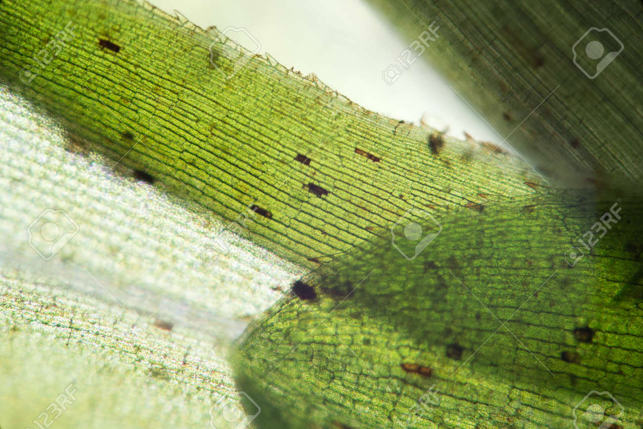 水草エロデア葉構造顕微鏡による 淡水植物水族館の装飾的な藻類 富栄養化問題 の写真素材 画像素材 Image