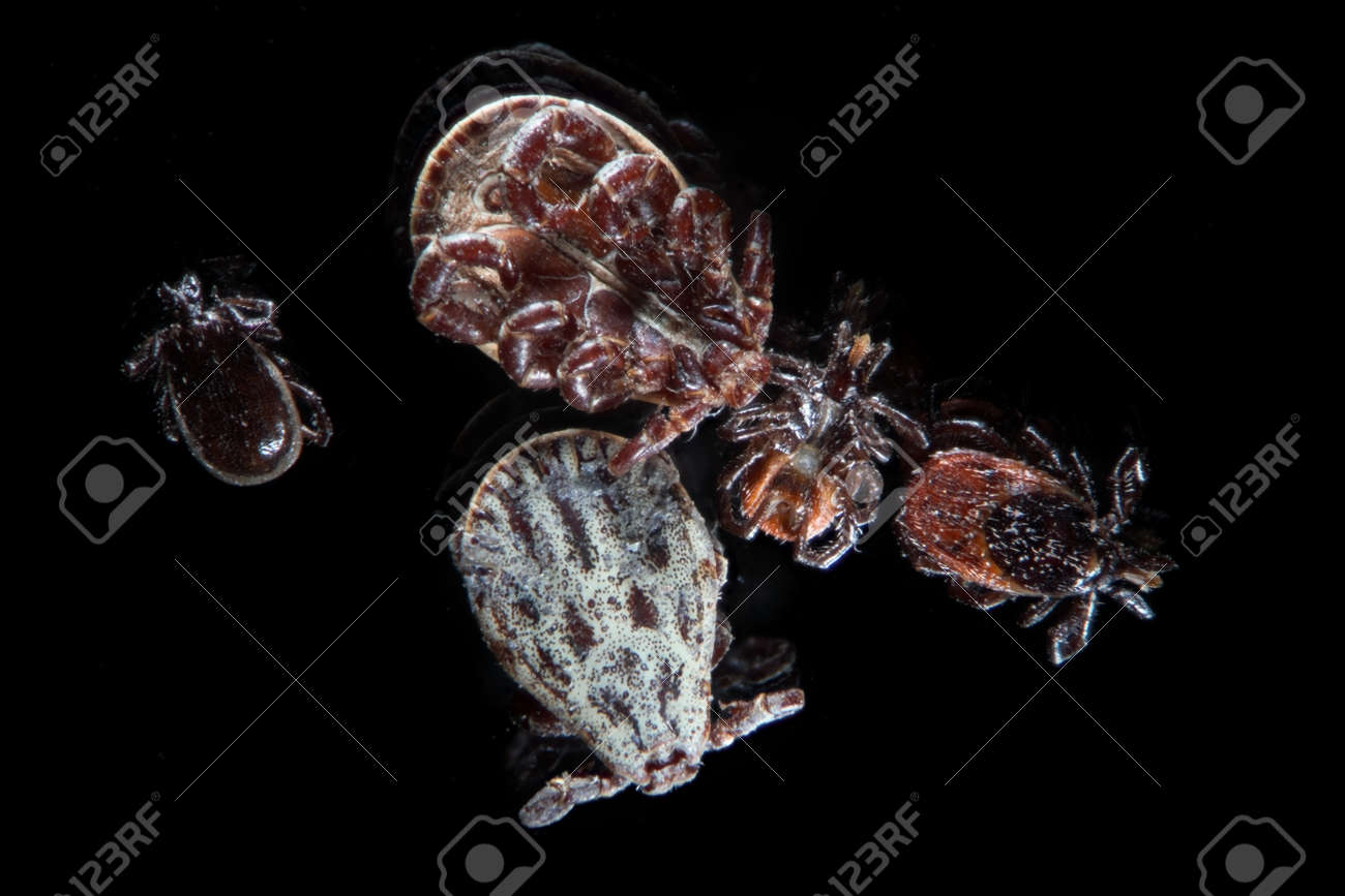 Microscopic Parasites >> Microscopic Parasites Ticks Mites Ixodes Scapularis Or Deer Microscopic Parasites >> Microscopic Parasites Ticks Mites Ixodes Scapularis Or Deer
