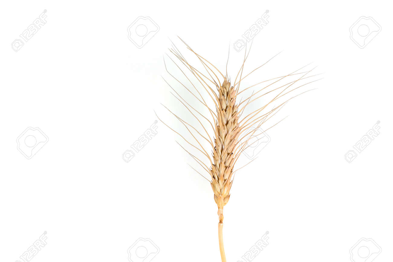 Immagini Stock Spighe Di Grano Di Frumento Sullo Sfondo Un Simbolo Di Fertilita E Ricchezza Image 71839163