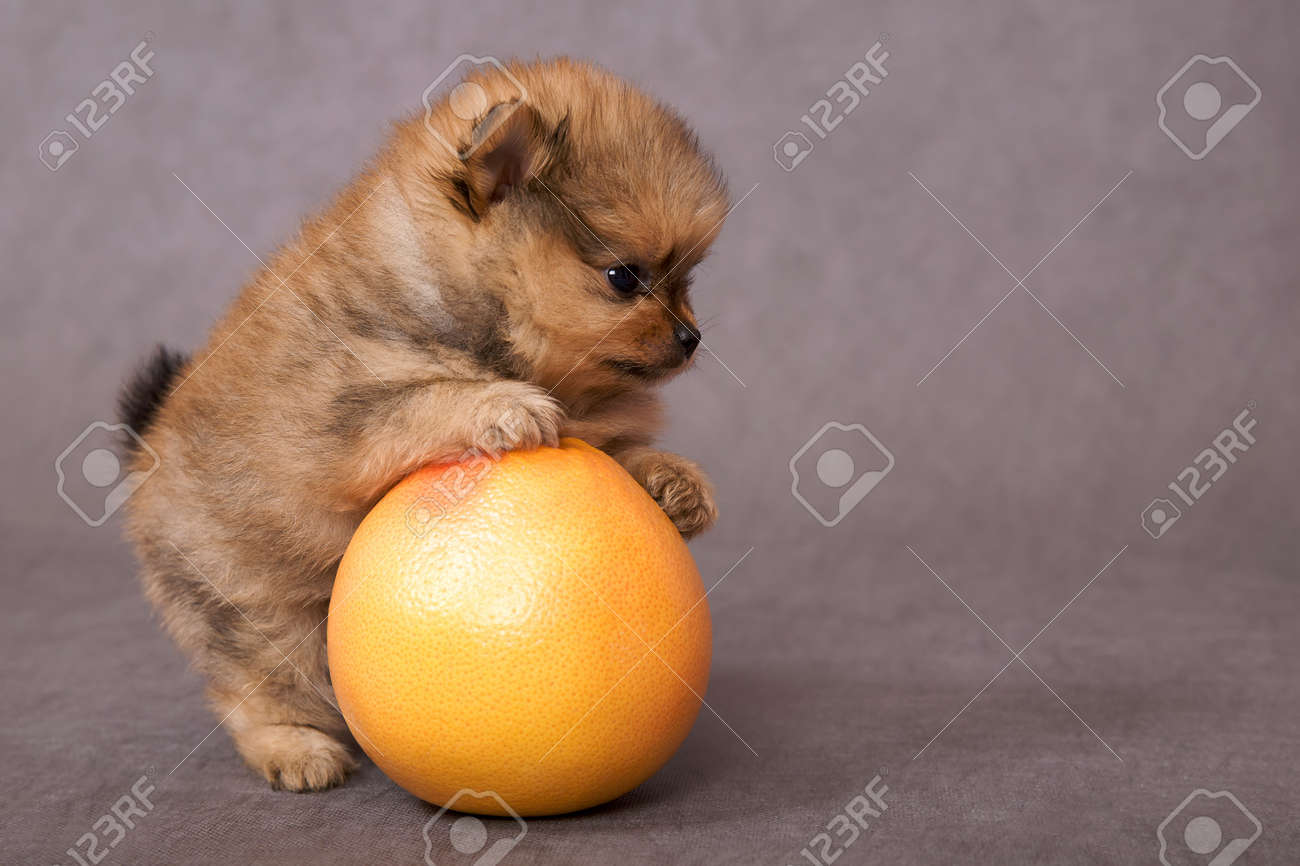 Грейпфрут собаке. Грейпфрут на белом фоне. Санни грейпфрут. Щенки грейпфрут. Пост с грейпфрутом.
