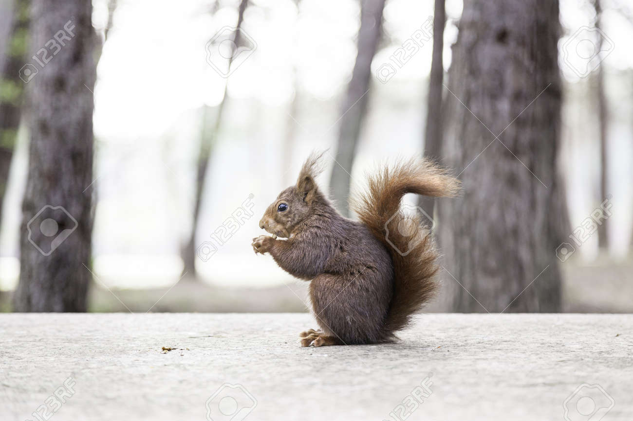 野生のリスを食べるナッツ ナッツを食べて フォレスト内の野生動物の詳細 の写真素材 画像素材 Image