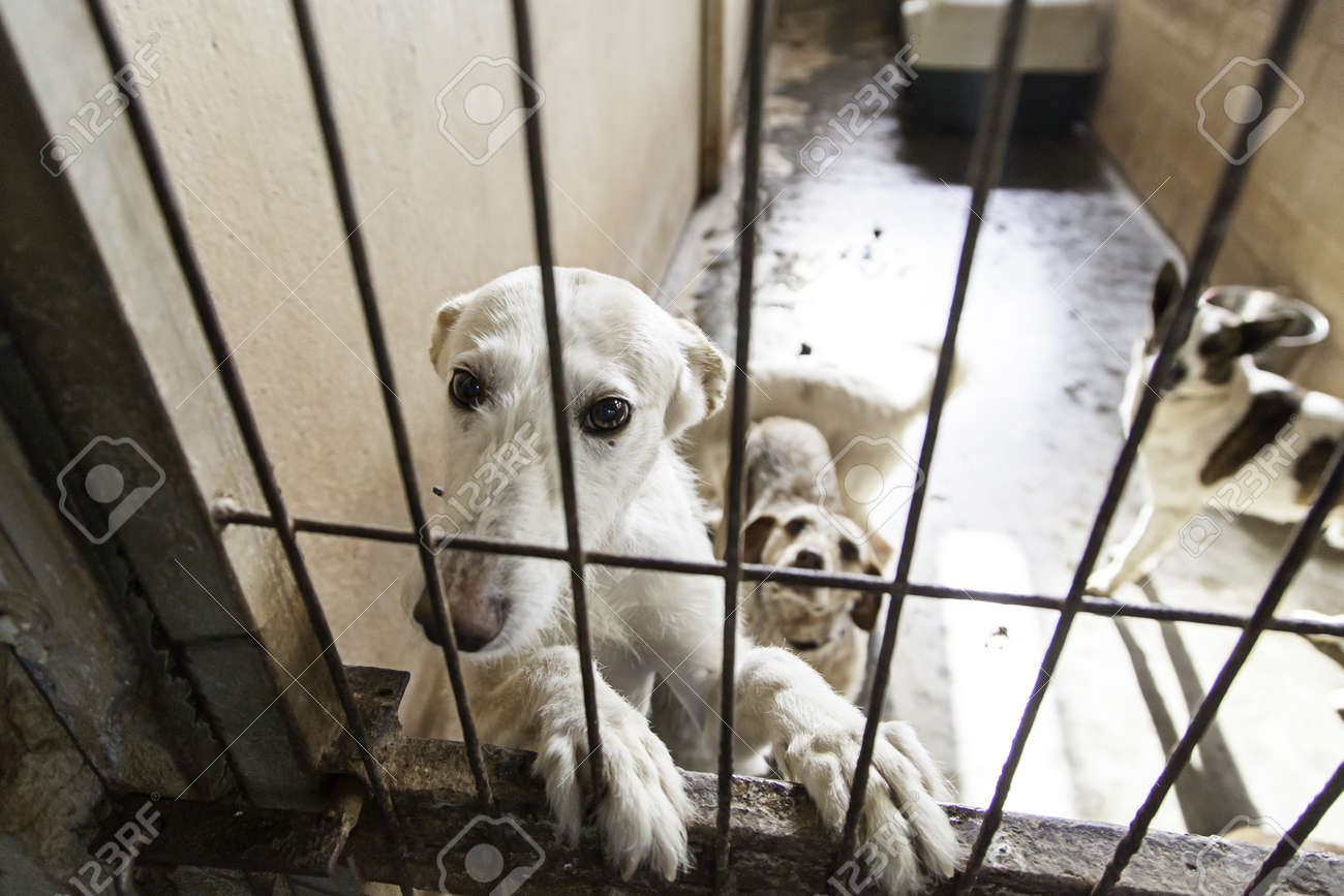 ケージ 放棄された犬 通り動物 動物虐待の詳細 の写真素材 画像
