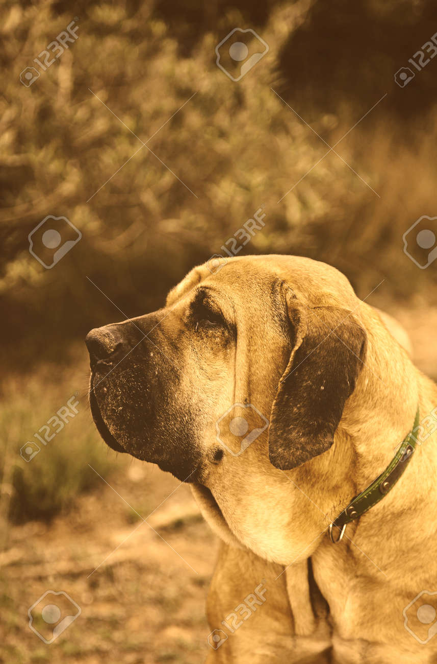 スペイン語ハウンド 純血種の犬のペット の写真素材 画像素材 Image