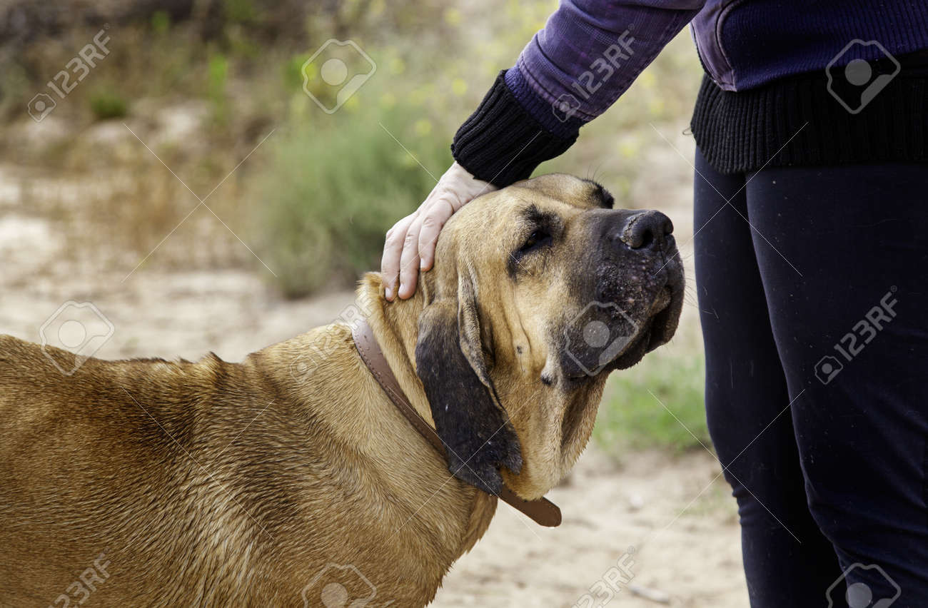 Jeune Femme Avec Chien Chien Dans La Nature Detail De L Amour Et De L Amitie Respect Des Animaux Banque D Images Et Photos Libres De Droits Image 82404054