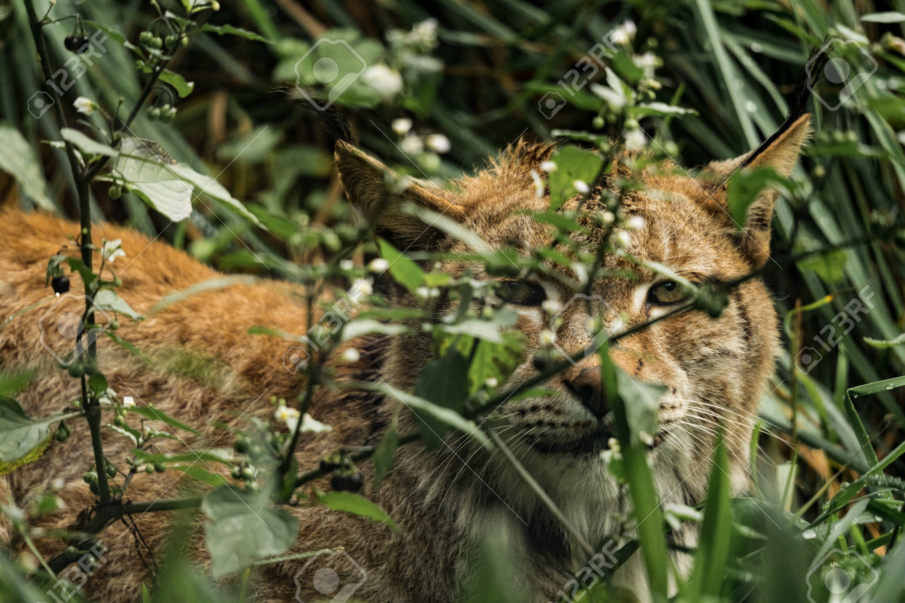 etiam-dictum-ipsum-a-felis