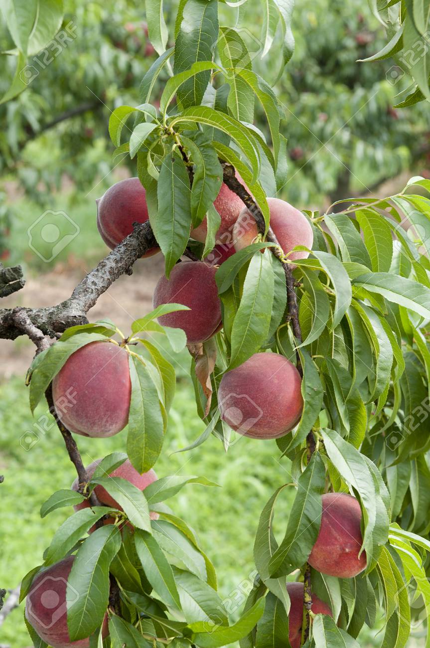 桃の木 の写真素材 画像素材 Image