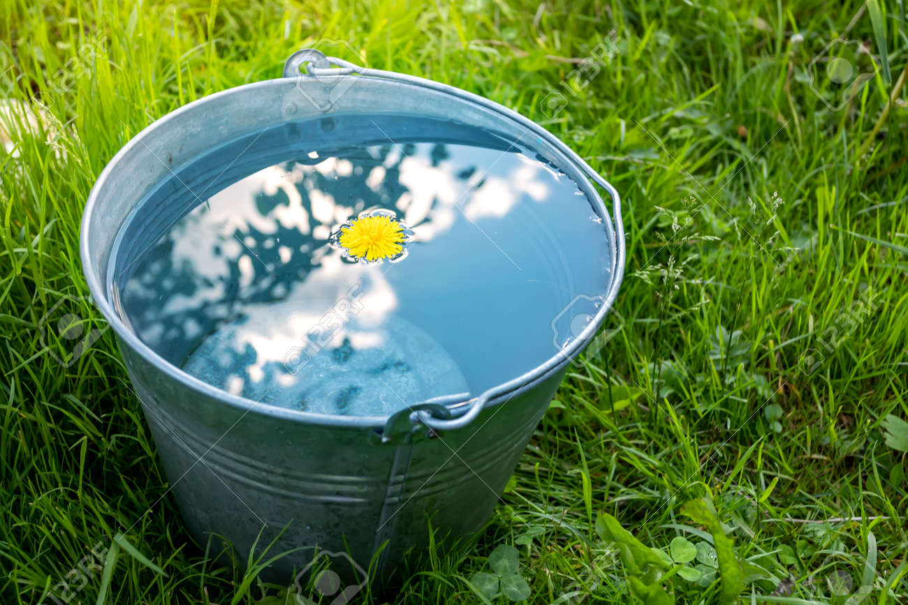 A metal bucket of water stands in the green grass on a sunny day - 151152522 A metal bucket of water stands in the green grass on a sunny day - 151152522