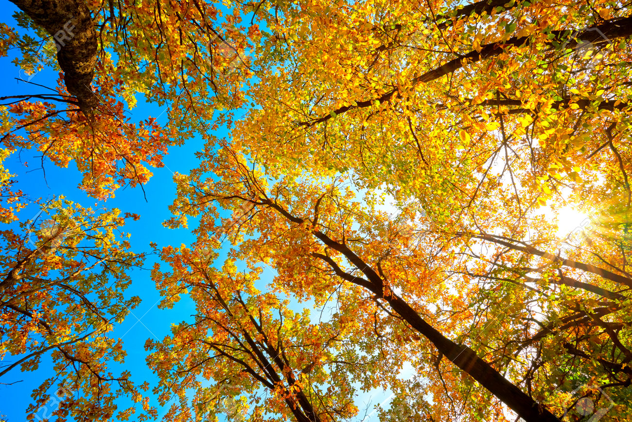 Beautiful natural autumn landscape with a view from the bottom to the trunks and tops of trees with Golden bright orange autumn foliage. - 167487459 Beautiful natural autumn landscape with a view from the bottom to the trunks and tops of trees with Golden bright orange autumn foliage. - 167487459