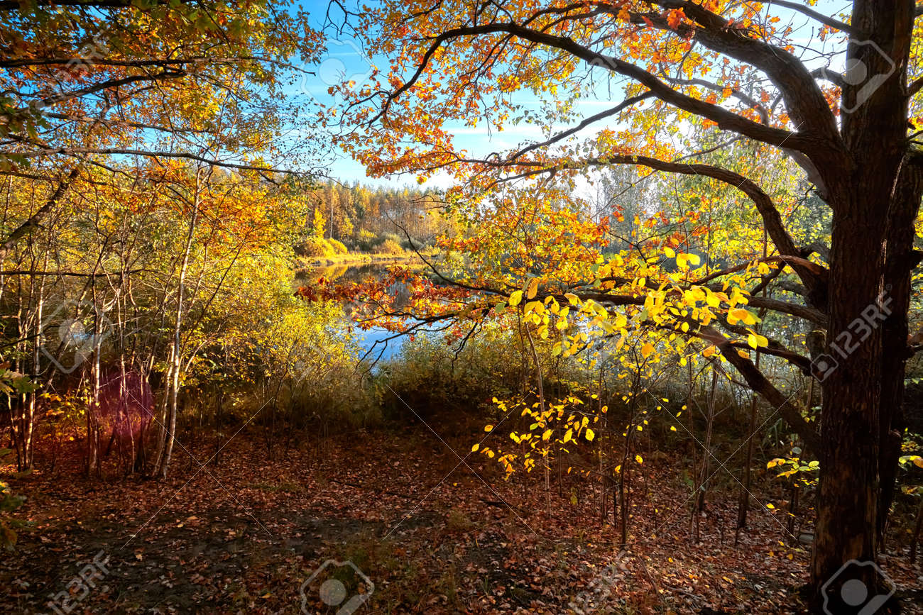 Autumn golden forest. Park recreation area. Autumn in Russia - 169789073 Autumn golden forest. Park recreation area. Autumn in Russia - 169789073