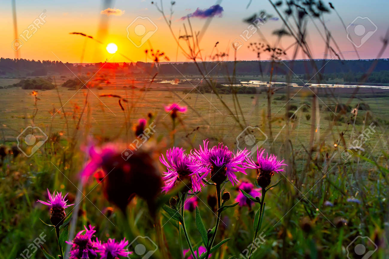 Summer sunrise in the field. Rustic landscape. - 169789130 Summer sunrise in the field. Rustic landscape. - 169789130