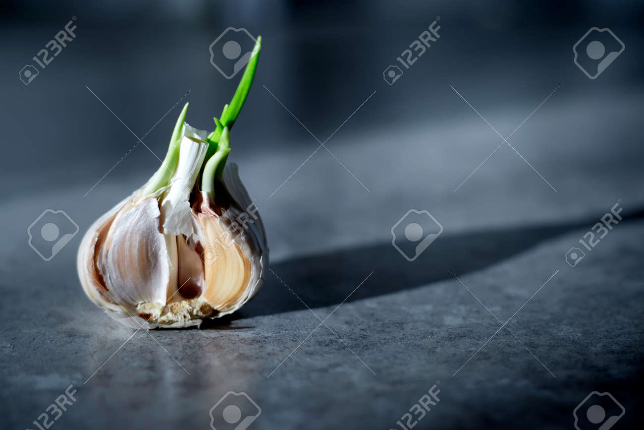 Organic food. Garlic lies on a gray table and illuminated by the sun - 172032609 Organic food. Garlic lies on a gray table and illuminated by the sun - 172032609