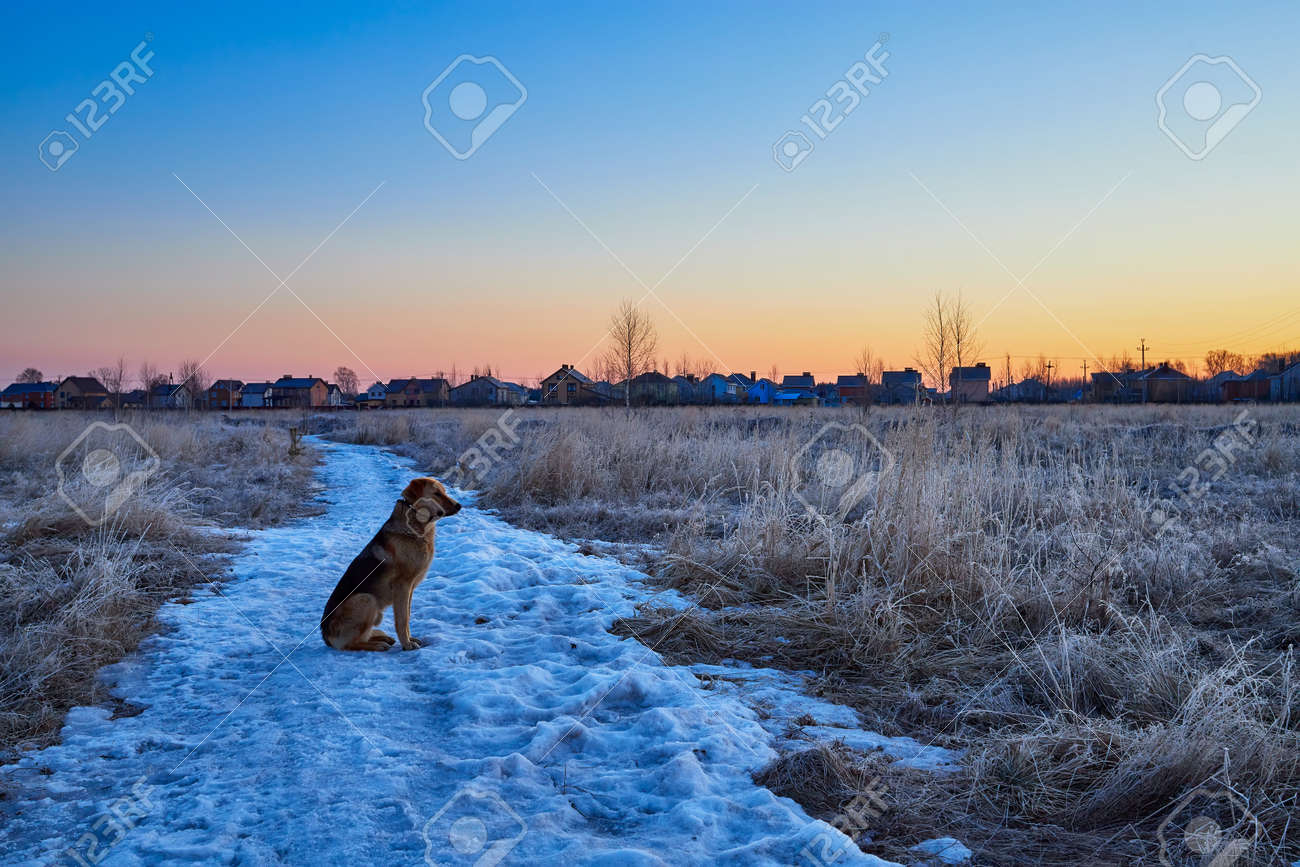 The dog sits on the snow and meets the spring sunrise - 171641345 The dog sits on the snow and meets the spring sunrise - 171641345