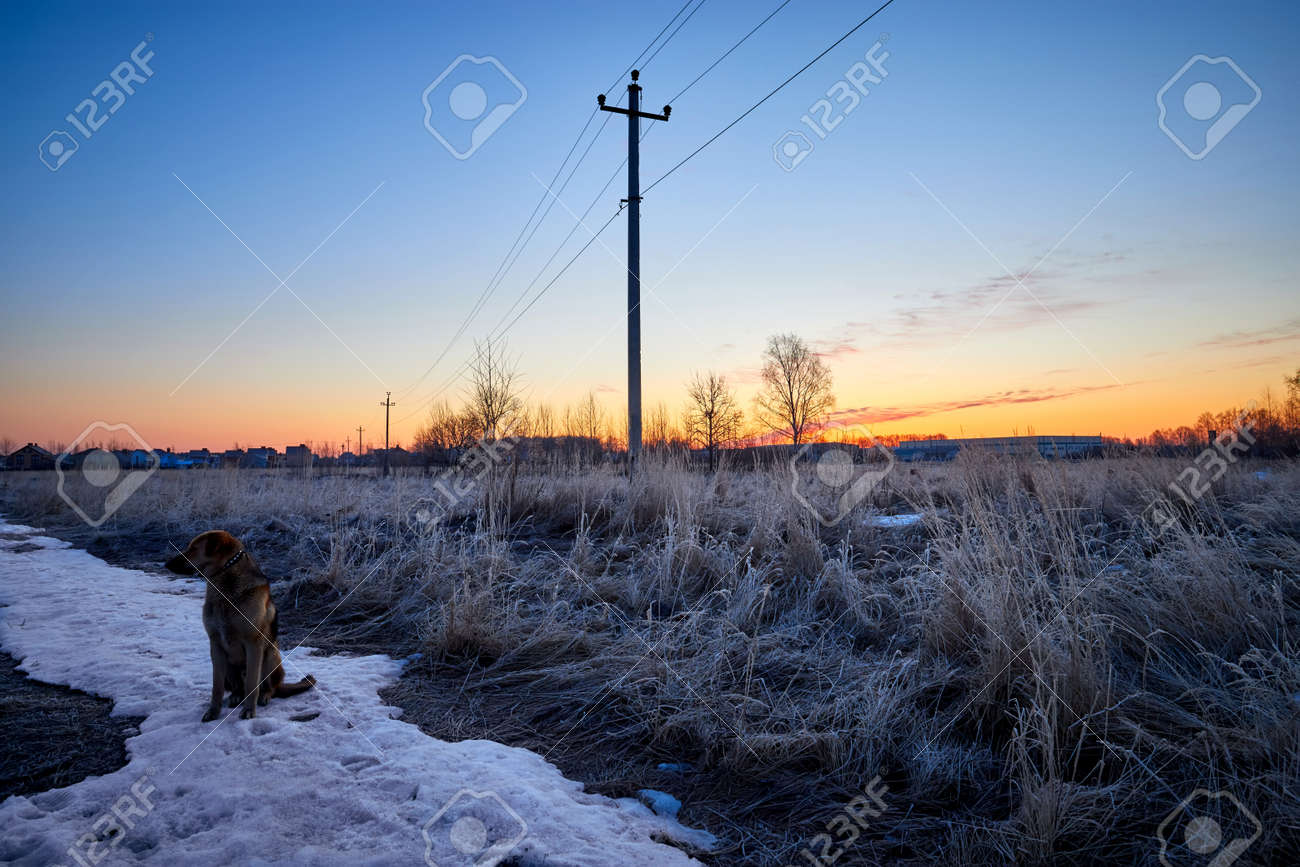 The dog sits on the snow and meets the spring sunrise - 171641838 The dog sits on the snow and meets the spring sunrise - 171641838