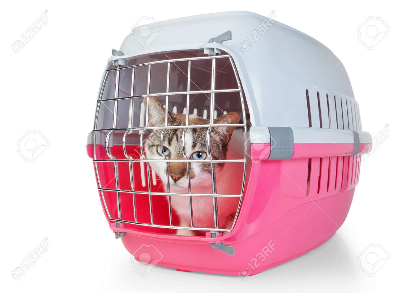 a cat cage