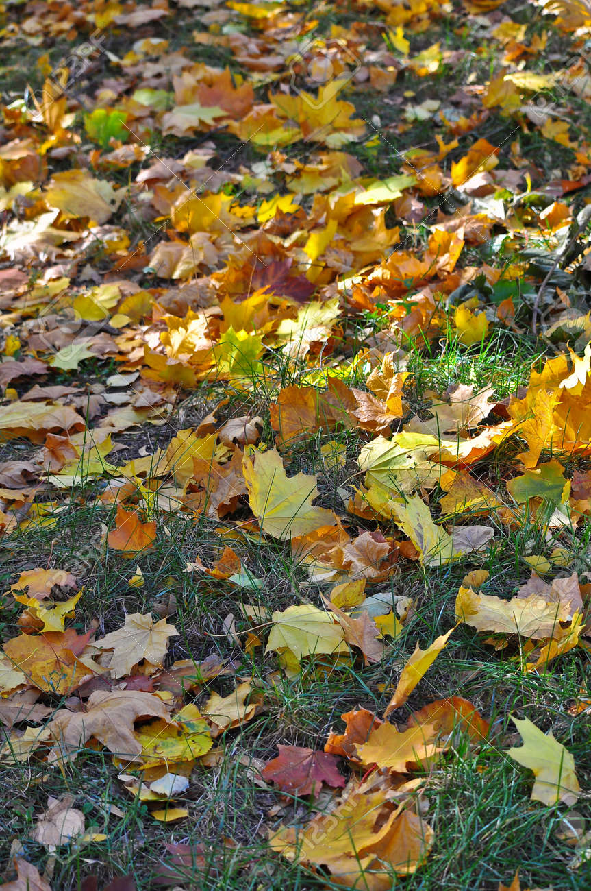 Otoño, Deja Caer. Una Alfombra De Hojas Caídas En El Suelo Otoño, Deja Caer. Una Alfombra De Hojas Caídas En El Suelo