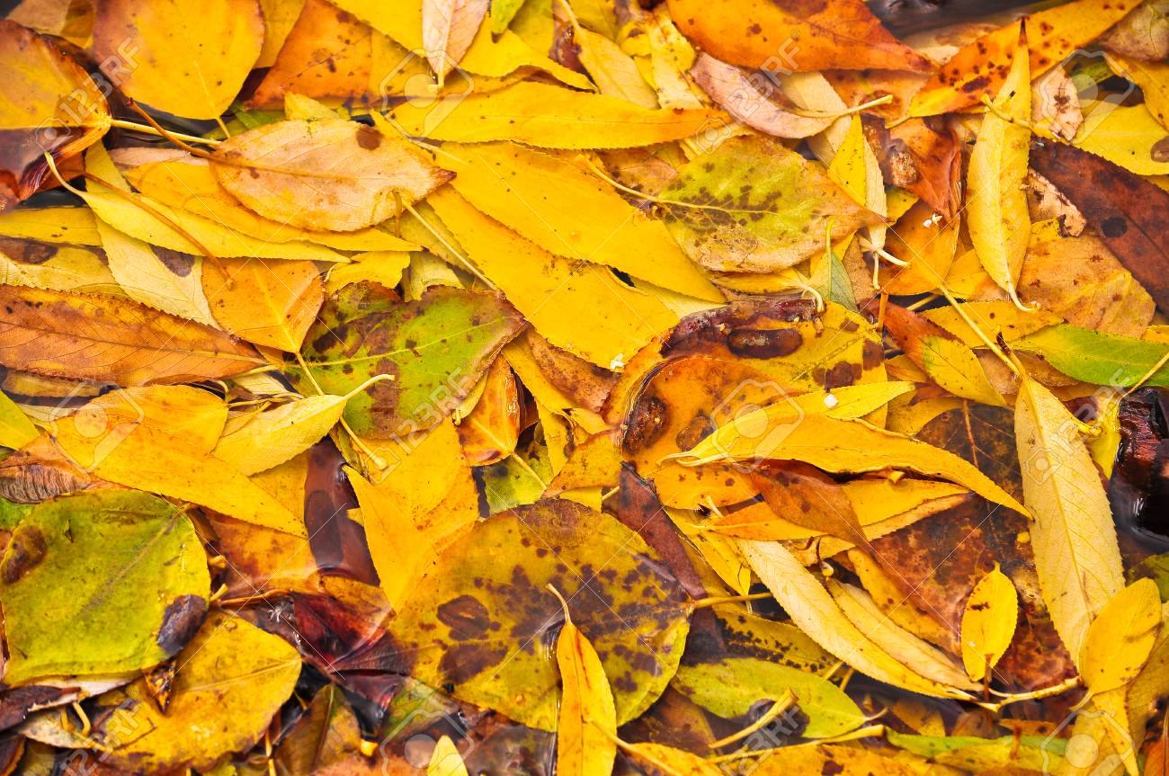 Hojas Caídas. Una Alfombra De Hojas Caídas En El Suelo En El Otoño, Deja Caer. Una Alfombra De Hojas Caídas En El Suelo